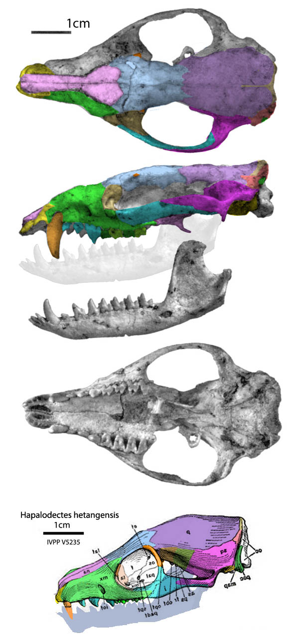 Pucadelphys and Hapalodectes IVPP V5235